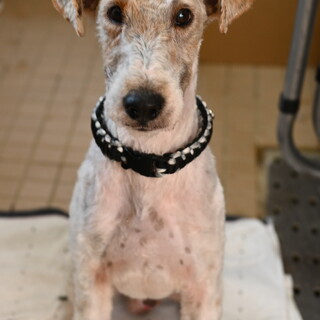 ワイヤーフォックステリアのバンディット