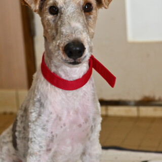 ワイヤーフォックステリアのロケット