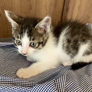 スーパーフレンドリーハチワレキジ白男の子