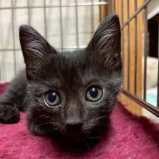 かわいい黒猫の大福♪兄弟一緒希望です！