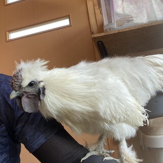 東京烏骨鶏のオス1〜3羽　生後4ヶ月　里親募集