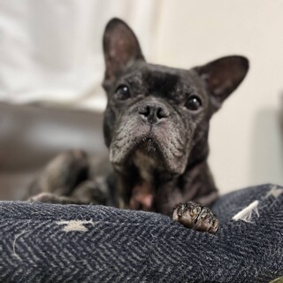 明るいフレブルのぷっちょ　推定6歳