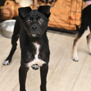 黒い男の子・ひなた