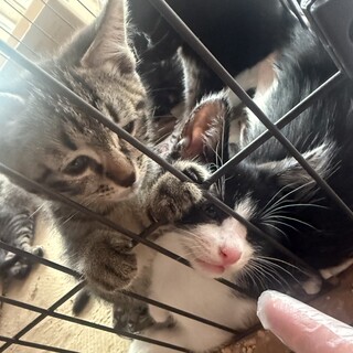 キジトラ・ハチワレの里親様募集