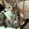 キジトラ・ハチワレの里親様募集 サムネイル5