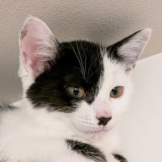 おにぎり、3ヵ月白黒猫♂三兄妹