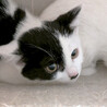 おにぎり、3ヵ月白黒猫♂三兄妹 サムネイル2