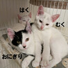 おにぎり、3ヵ月白黒猫♂三兄妹 サムネイル6