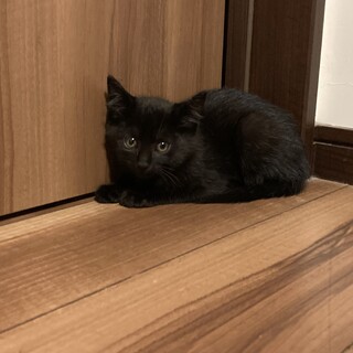 黒猫女の子里親様募集中