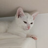 むく、3ヵ月白猫♀三兄妹 サムネイル3