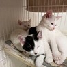 むく、3ヵ月白猫♀三兄妹 サムネイル6