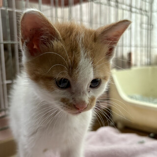 くるま、2ヶ月♂茶白猫