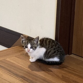 きれいなキジ白ソックス 女の子里親様募集中