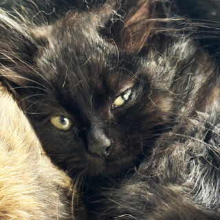 ジャンタル、2ヶ月半黒猫長毛♀三兄妹