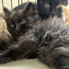 ジャンタル、2ヶ月半黒猫長毛♀三兄妹 サムネイル2
