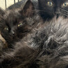 ジャンタル、2ヶ月半黒猫長毛♀三兄妹 サムネイル4