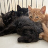 ジャンタル、2ヶ月半黒猫長毛♀三兄妹 サムネイル5