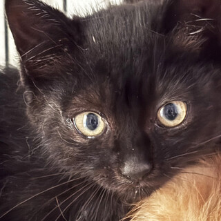 マンタル、2ヶ月半黒猫♀三兄妹