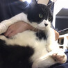 猫親方5歳♂とっても優しい白黒猫 サムネイル2