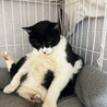 猫親方5歳♂とっても優しい白黒猫 サムネイル3