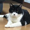 猫親方5歳♂とっても優しい白黒猫 サムネイル4