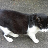 猫親方5歳♂とっても優しい白黒猫 サムネイル5