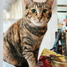 ペコちゃん約2歳♀不思議な模様の猫 サムネイル2