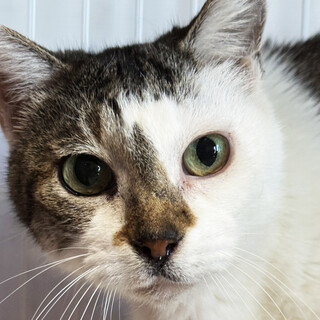 高知からやってきたキジ白♀すもも12歳