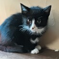 お目々クリクリハチワレ坊やゴロゴロ抱っこ好き
