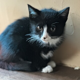 お目々クリクリハチワレ坊やゴロゴロ抱っこ好き