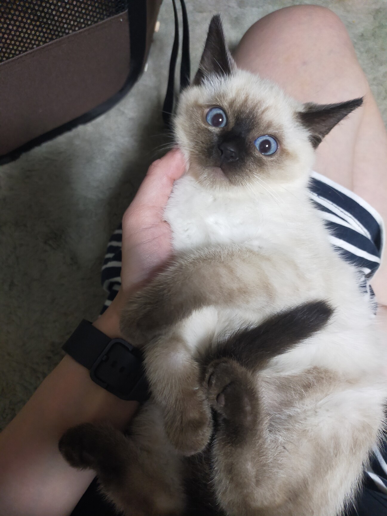 シャム猫生後2ヶ月」大分県 - 猫の里親募集(517870) :: ペットの