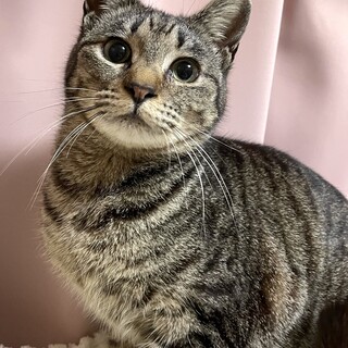 トライアル中・人が大好き甘えん坊