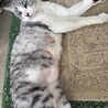 超♡なつっこいキジ白ママ猫♡ サムネイル2