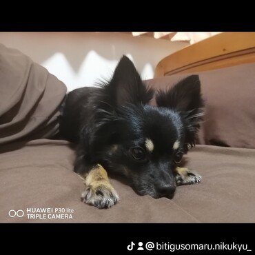 の写真