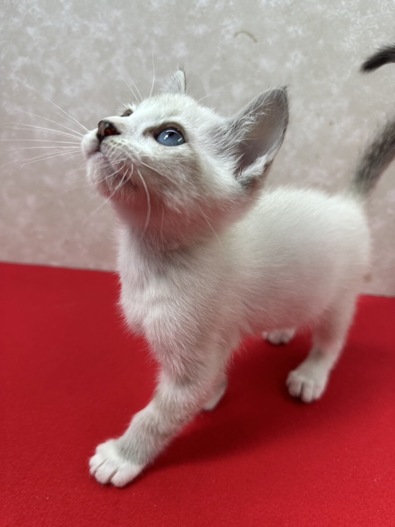 油絵　ボルボに乗る猫の家族 楽天市場】【7/27迄700円OFFクーポン】 絵画 アート 油絵 アート