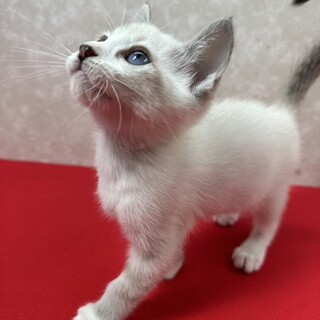 シャムMIX青い目の3兄妹！ビジュアル系❤ステラ