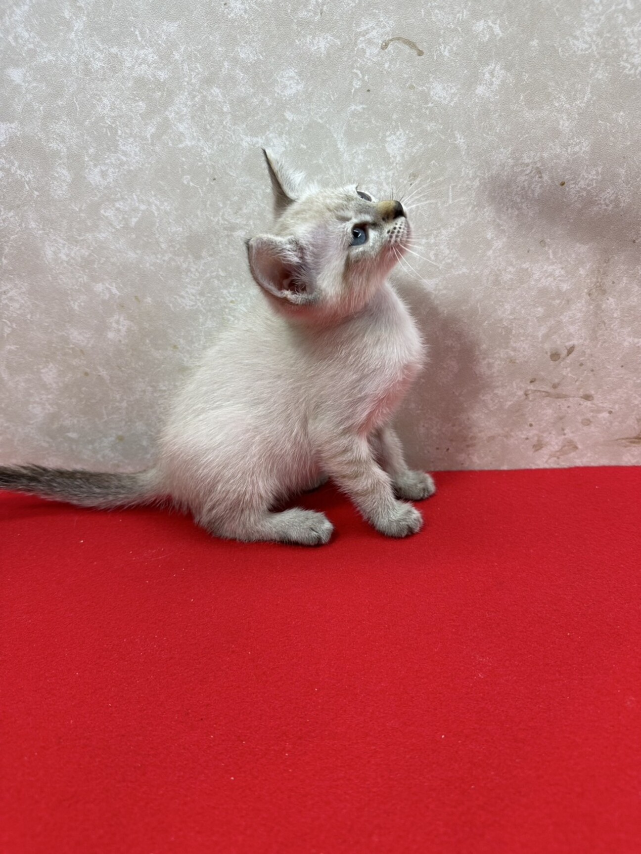 シャム猫　1992年 羊毛フェルト猫 シャム猫クラシック