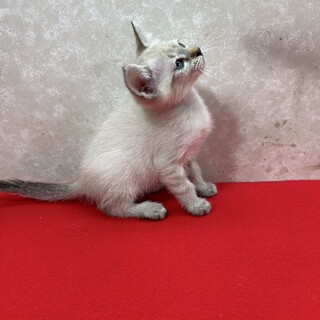 シャムMIX青い目の兄妹！癒し系❤キララ