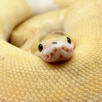 モネ