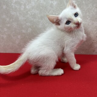 シャムMIX青い目の兄妹！ほのぼの❤チップ