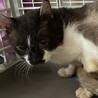 こうくん：多頭飼育崩壊現場から保護