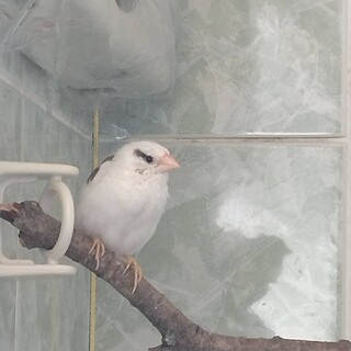 ジュウシマツのオス