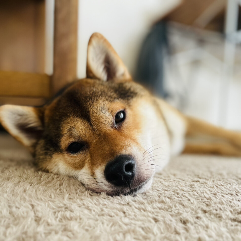おはぎのカバー写真