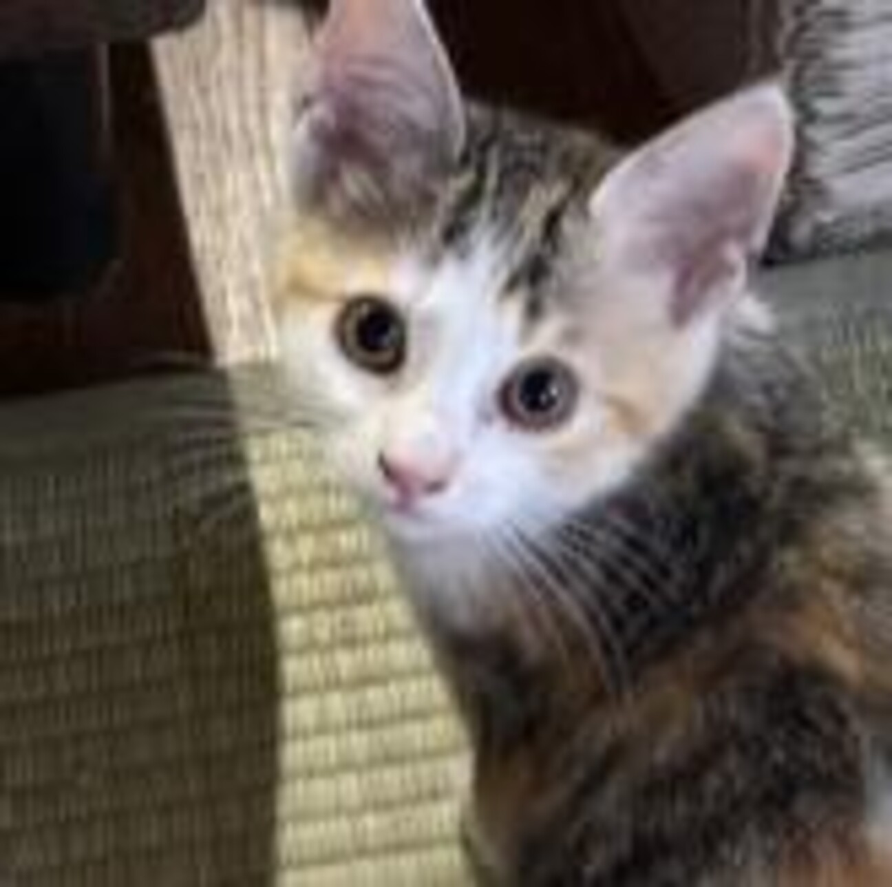 可愛い三毛猫二カ月」東京都 - 猫の里親募集(517876) :: ペットの