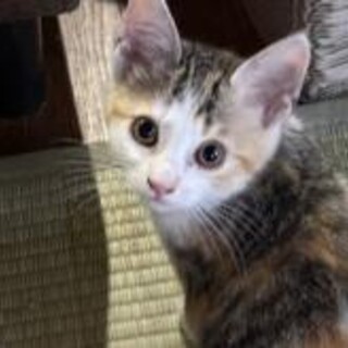 可愛い三毛猫二カ月