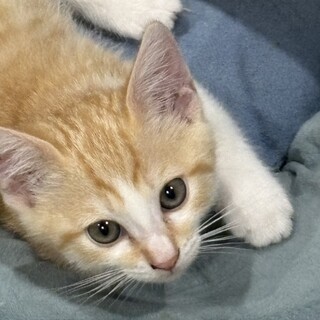 可愛い茶白坊や二カ月