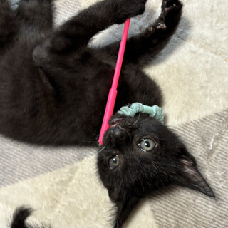 膝に来てゴロゴロ甘えん坊★あんまる