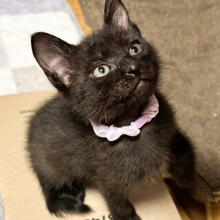 鼻チューしたりとても可愛い子★つぶまる