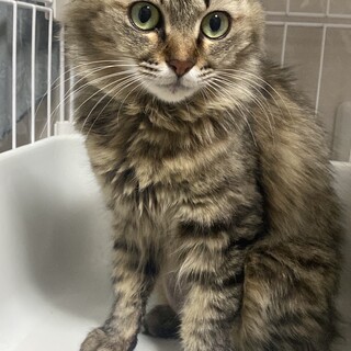 キジ長毛　推定1歳半　女の子　てんこちゃん(天狐)