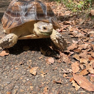 ケヅメリクガメ男の子6才☆